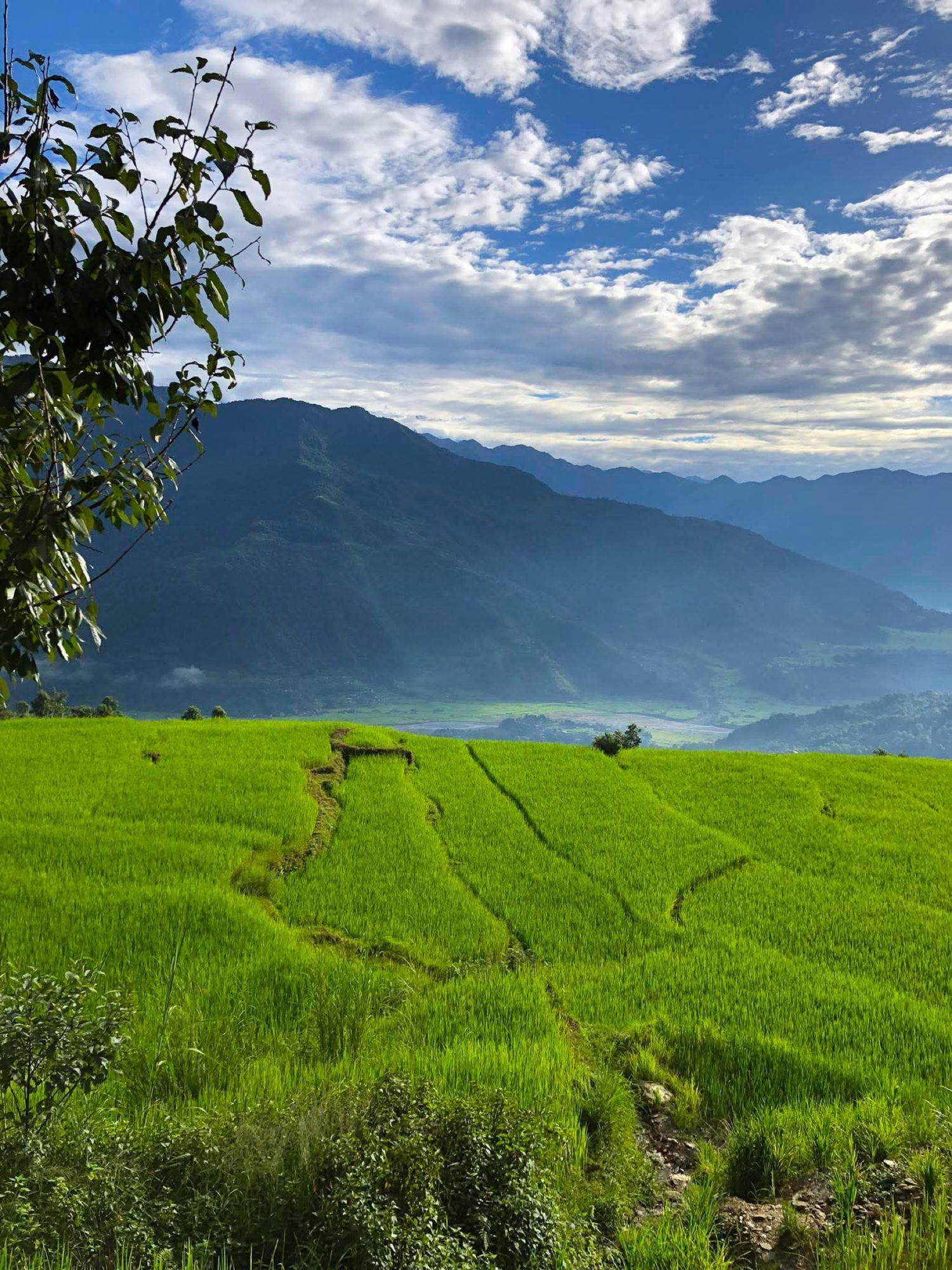 Bright green rice terraces stepping down toward a hazy ridge under a broken sky.